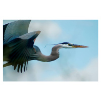 Umělecká fotografie Blue Heron Flight, niknikon, (40 x 26.7 cm)