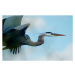 Fotografie Blue Heron Flight, niknikon, 40 × 26.7 cm