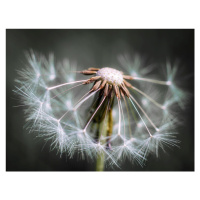 Fotografie Dandelion fluff, Fred Louwen, 40 × 30 cm