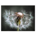 Fotografie Dandelion fluff, Fred Louwen, 40 × 30 cm