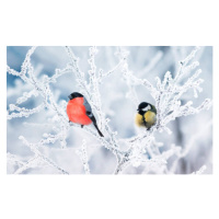 Fotografie two birds bullfinch and titmice sit, Nataba, 40 × 26.7 cm