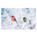 Fotografie two birds bullfinch and titmice sit, Nataba, 40 × 26.7 cm