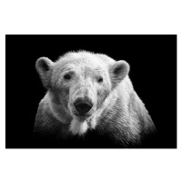 Fotografie Polar bear on black, © Christian Meermann, 40 × 26.7 cm