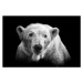 Fotografie Polar bear on black, © Christian Meermann, 40 × 26.7 cm