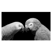 Fotografie Two Beautiful Big Grey Parrot Closeup, Amit Chauhan, (40 x 22.5 cm)