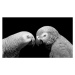 Umělecká fotografie Two Beautiful Big Grey Parrot Closeup, Amit Chauhan, (40 x 22.5 cm)