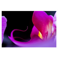 Fotografie Orchid (Phalaenopsis ), adamkaz, 40 × 26.7 cm