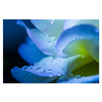 Fotografie flower petal with drops, mbaysan, (40 x 26.7 cm)