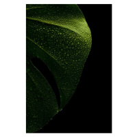 Ilustrace young monstera leaf in droplets of water, Serhii_Yushkov, (26.7 x 40 cm)