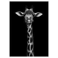 Fotografie Giraffe Portrait, WildPhotoArt, 26.7 × 40 cm