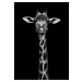 Fotografie Giraffe Portrait, WildPhotoArt, 26.7 × 40 cm