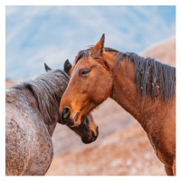 Fotografie Heads of two horses, close to each other, oxygen, 40x40 cm