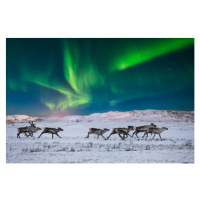 Fotografie Wild reindeer on the tundra on, Anton Petrus, 40 × 26.7 cm