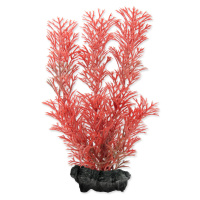 Tetra Myriophyllum heterophyllum - Red Foxtail 15 cm