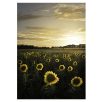 Umělecká fotografie Sunflowerfield in Sweden, Christian Lindsten, (30 x 40 cm)