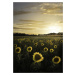 Umělecká fotografie Sunflowerfield in Sweden, Christian Lindsten, (30 x 40 cm)