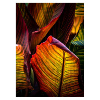 Fotografie Vibrant Coloured Leaves of Canna Plant, Nancybelle Gonzaga Villarroya, 30 × 40 cm