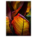 Fotografie Vibrant Coloured Leaves of Canna Plant, Nancybelle Gonzaga Villarroya, 30 × 40 cm