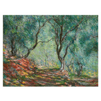 Obrazová reprodukce Olive Trees in the Moreno Garden (1884), Claude Monet, 40 × 30 cm