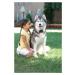 PetSafe® ohradník pro velké psy - pro 1 psa