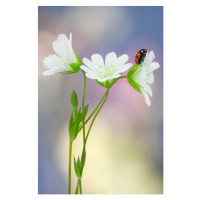 Umělecká fotografie Wildflowers, mikroman6, (26.7 x 40 cm)