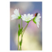 Fotografie Wildflowers, mikroman6, (26.7 x 40 cm)