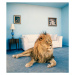 Fotografie Lion on living room rug, Matthias Clamer, (35 x 40 cm)