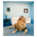 Fotografie Lion on living room rug, Matthias Clamer, 35.9 × 40 cm