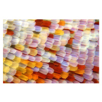 Fotografie Butterfly scales, Iain Lawrie, 40 × 26.7 cm