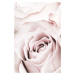 Fotografie Pink Rose No 05, Studio Collection, (26.7 x 40 cm)
