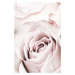 Fotografie Pink Rose No 05, Studio Collection, 26.7 × 40 cm