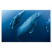 Fotografie Scuba diver approaches adult female humpback, Rodrigo Friscione, 40 × 26.7 cm