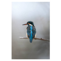 Fotografie Close-up of kingfisher perching on branch,Ascona,Switzerland, Michele Casado / 500px,