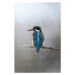 Fotografie Close-up of kingfisher perching on branch,Ascona,Switzerland, Michele Casado / 500px,