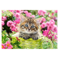 CASTORLAND Puzzle Kotě v květinové zahradě 500 dílků