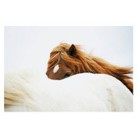 Fotografie Horses, Markus Renner, 40x26.7 cm