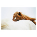 Fotografie Horses, Markus Renner, 40x26.7 cm