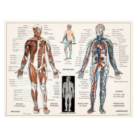 Ilustrace Antique Illustration of the Human Nervous & Muscular System, 40 × 30 cm