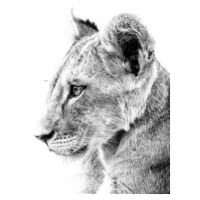 Fotografie Grayscale shot of a cute lion, Wirestock, 40x26.7 cm