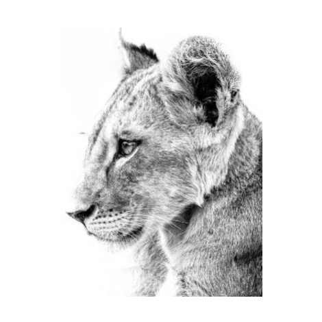 Fotografie Grayscale shot of a cute lion, Wirestock, 40 × 26.7 cm