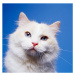 Fotografie Head of White Cat, GK Hart/Vikki Hart, 40x40 cm