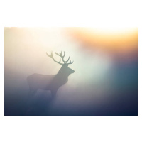 Umělecká fotografie Red Deer(Cervus elaphus), DamianKuzdak, (40 x 26.7 cm)
