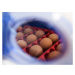 Automatická líheň na vejce BOROTTO REAL 49 AUTOMATIC