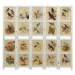Paravan bílá / vzor ptáci Dekorhome 178x165 cm (5-dílný),Paravan bílá / vzor ptáci Dekorhome 178