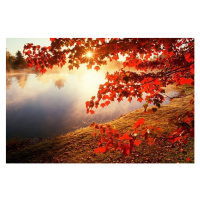 Fotografie Misty pond with autumn leaves in Connecticut, VisionsofAmerica/Joe Sohm, 40 × 26.7 cm