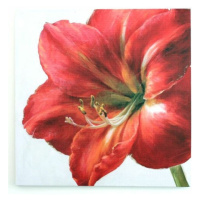 Obraz na plátně Red flower, 50 x 50 cm