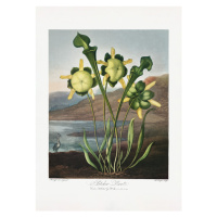 Ilustrace Pitcher Plant from The Temple of Flora (1807), Studio Collection, 30 × 40 cm