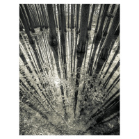 Fotografie Synchronicity, Aurel Manea, (30 x 40 cm)