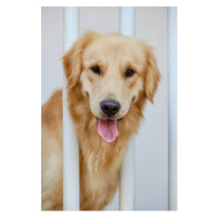 Fotografie Golden retriever reach faces out from the balcony, Krit of Studio OMG, 26.7x40 cm