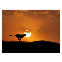 Umělecká fotografie Silhouette of cheetah running in desert, John M Lund Photography Inc, (40 x 